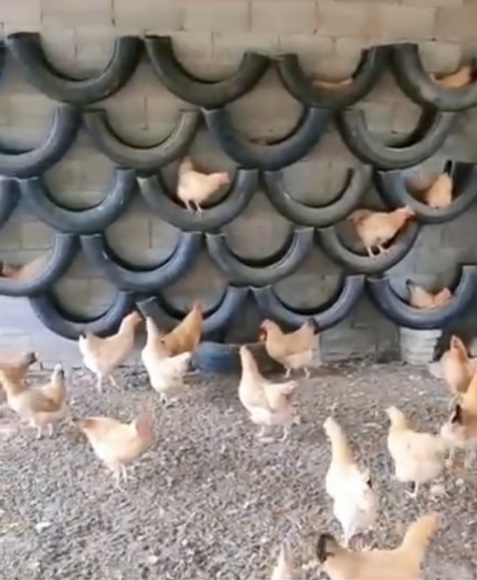 Old boots helping in hen breeding 