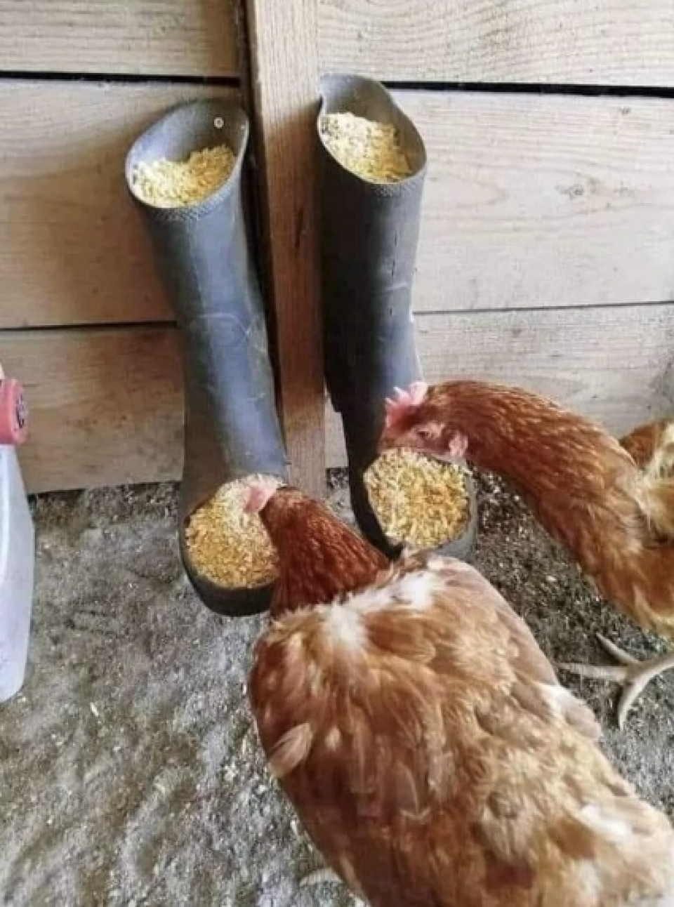 Old boots helping in hen breeding 