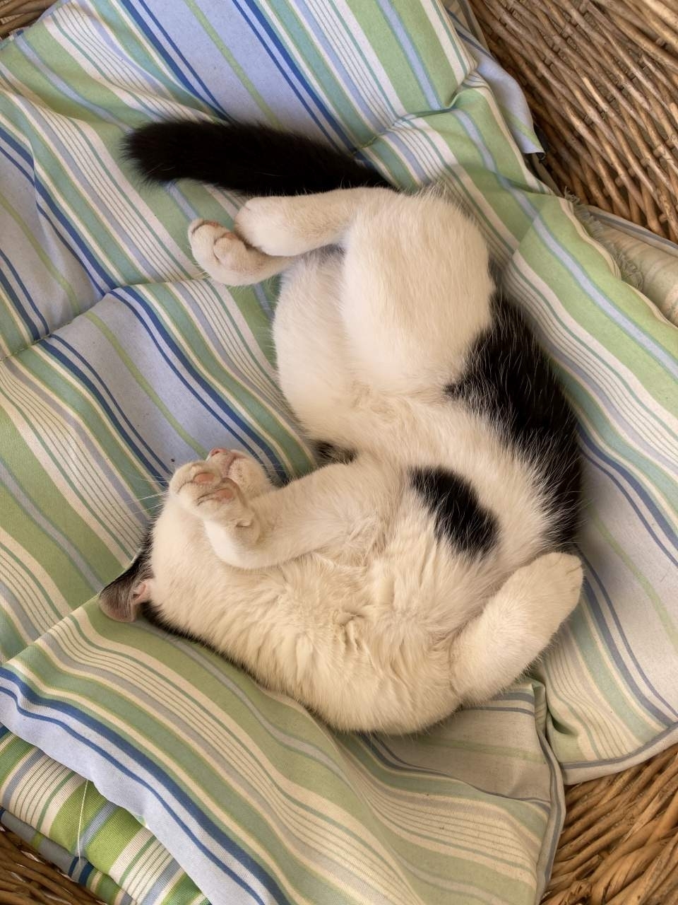 Cat bed from an old basket