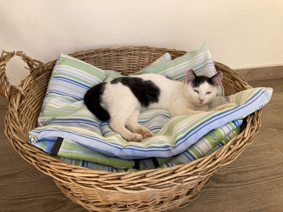 Cat bed from an old basket