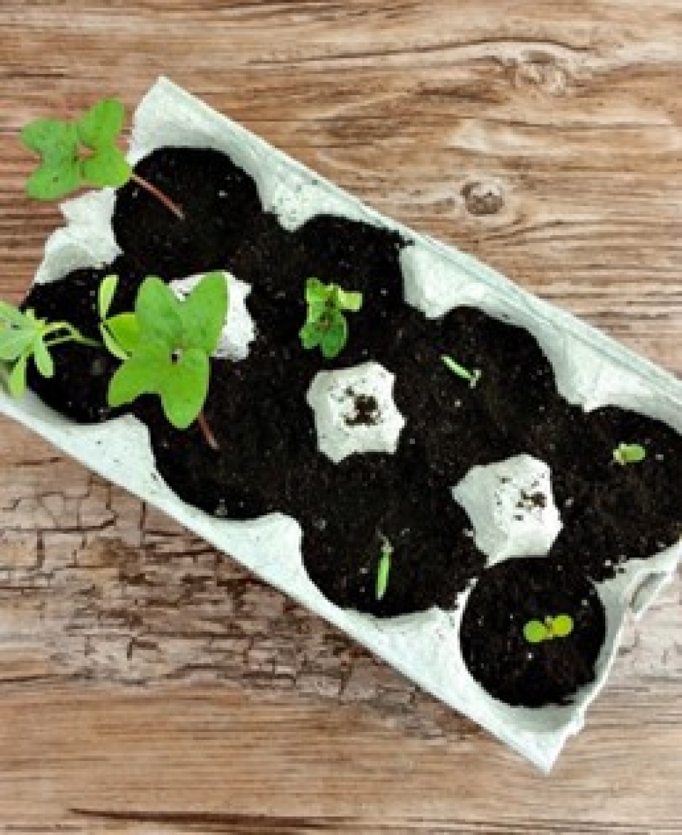 Using egg cartons as seed starters